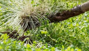 Green Manure