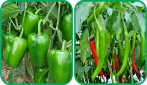 Green chilli&capsicum