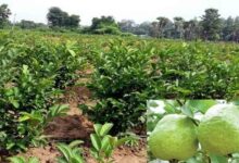 Guava cultivation