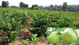 Guava cultivation