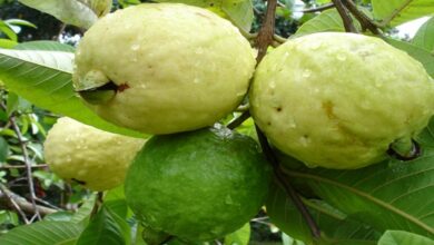 Guava cultivation