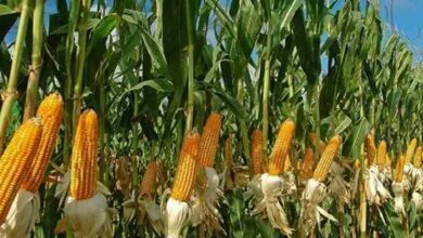 Maize cultivation