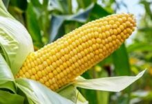 Maize farming