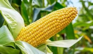 Maize Farming