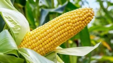 Maize farming