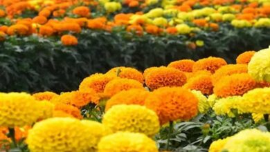 Marigold flower cultivation