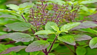 Medicinal plant cultivation