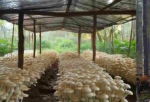 Mushroom cultivation