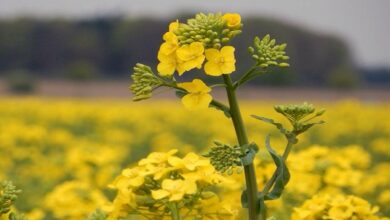 Mustard crop