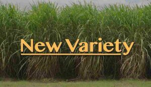 New variety of sugarcane