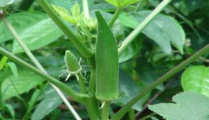 Okra cultivation