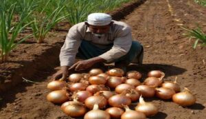 Onion farming