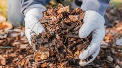 Organic mulch: