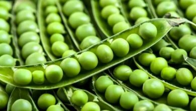 Pea crop