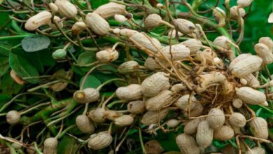 Peanut cultivation