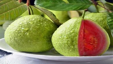 Pink guava cultivation