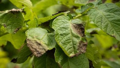 Potato crop