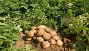 Potato Farming Tips