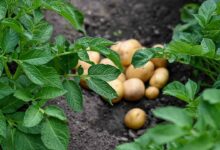 Potato farming tips