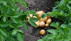 Potato farming tips