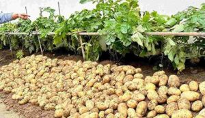 Potato Farming Tips