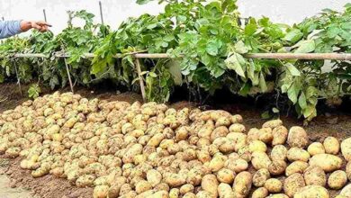 Potato farming tips