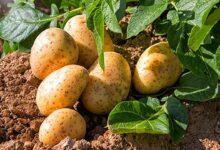 Potato cultivation