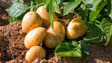 Potato cultivation