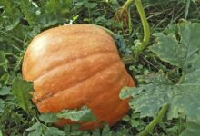 Pumpkin cultivation