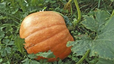 Pumpkin cultivation