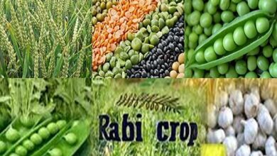 Rabi crops