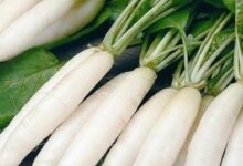 Radish cultivation