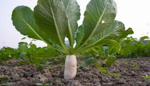 Radish cultivation