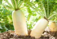 Radish cultivation