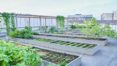 Roof gardening