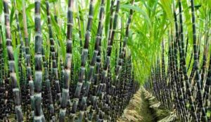 Sugarcane cultivation