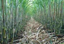 Sugarcane farming