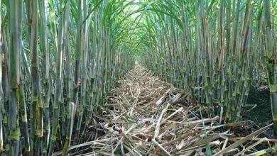 Sugarcane farming