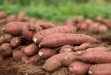 Sweet potato cultivation