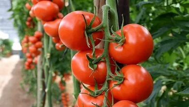 Tomato cultivation