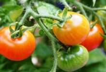 Tomato cultivation