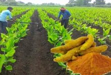 Turmeric farming