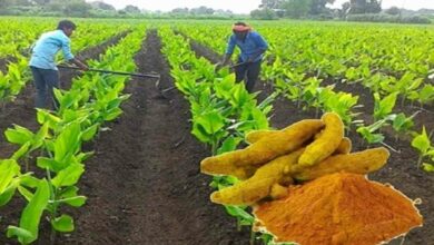 Turmeric farming