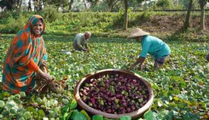 Water chestnut farming