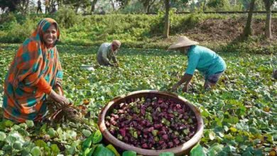 Water chestnut farming