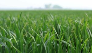 Weed control in wheat