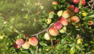 Apple plum cultivation