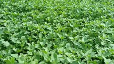 Ashwagandha farming