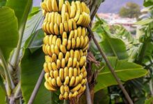 Banana Farming