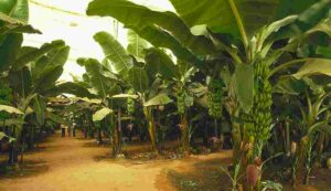 Banana crop